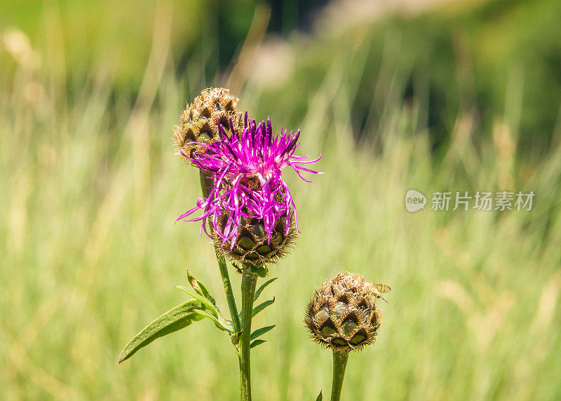瑞士阿尔卑斯山草地上的粉红色/紫色花朵
